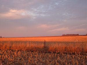 Iowa Sunrise (behanna on Sxc.hu)