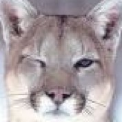 R3dcougar profile image