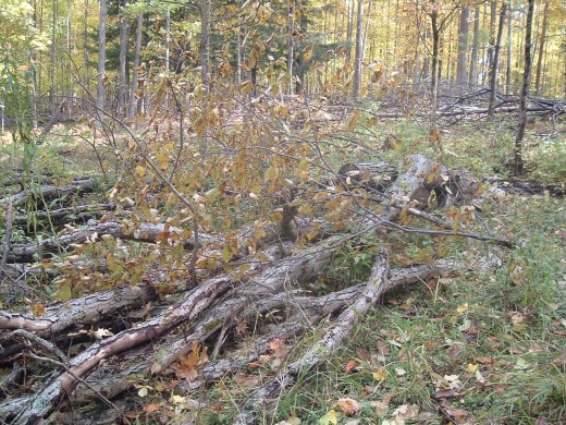 Shaggy bark Hickory