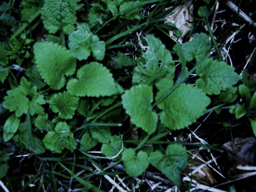 Hedge Woundwort-a Practicable Herb.