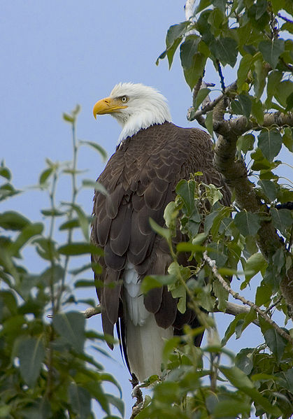 The American Bald Eagle can be found in protected wildlife areas around Lee's Summit.
