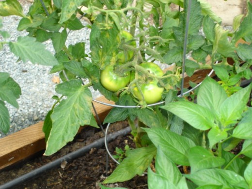 Tomatoes are heavy feeders and require a "side dressing" feed of fertilizer to produce well.