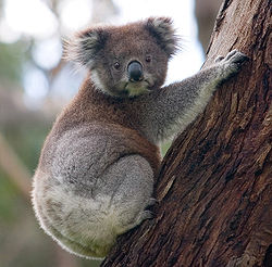 Working near Koalas used to be difficult. Fortunately they only eat leaves from one type of eucalyptus tree that is never used for timber.