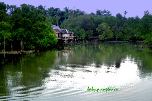 river surrounded by mangrove forest