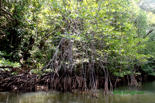 Rhizophora showing prop roots