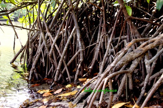 Close up of prop roots of Rhizopora