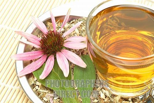 Buy echinacea tea here