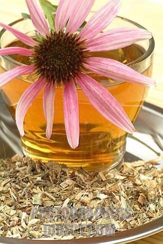 echinacea herbal tea