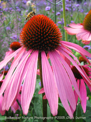 echinacea blossoms
