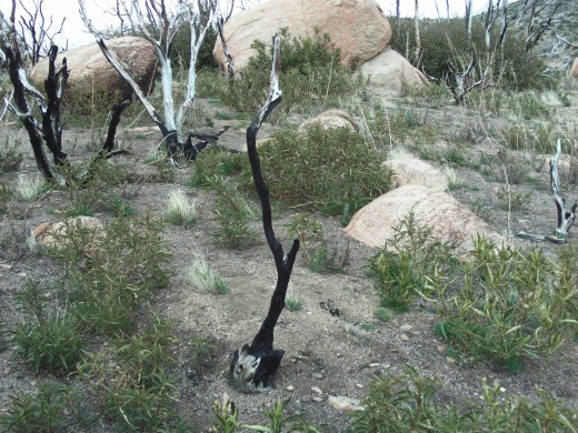 A bush that was charred in a recent fire near The Pinnacles.  New bushes have started to sprout around the dead ones.