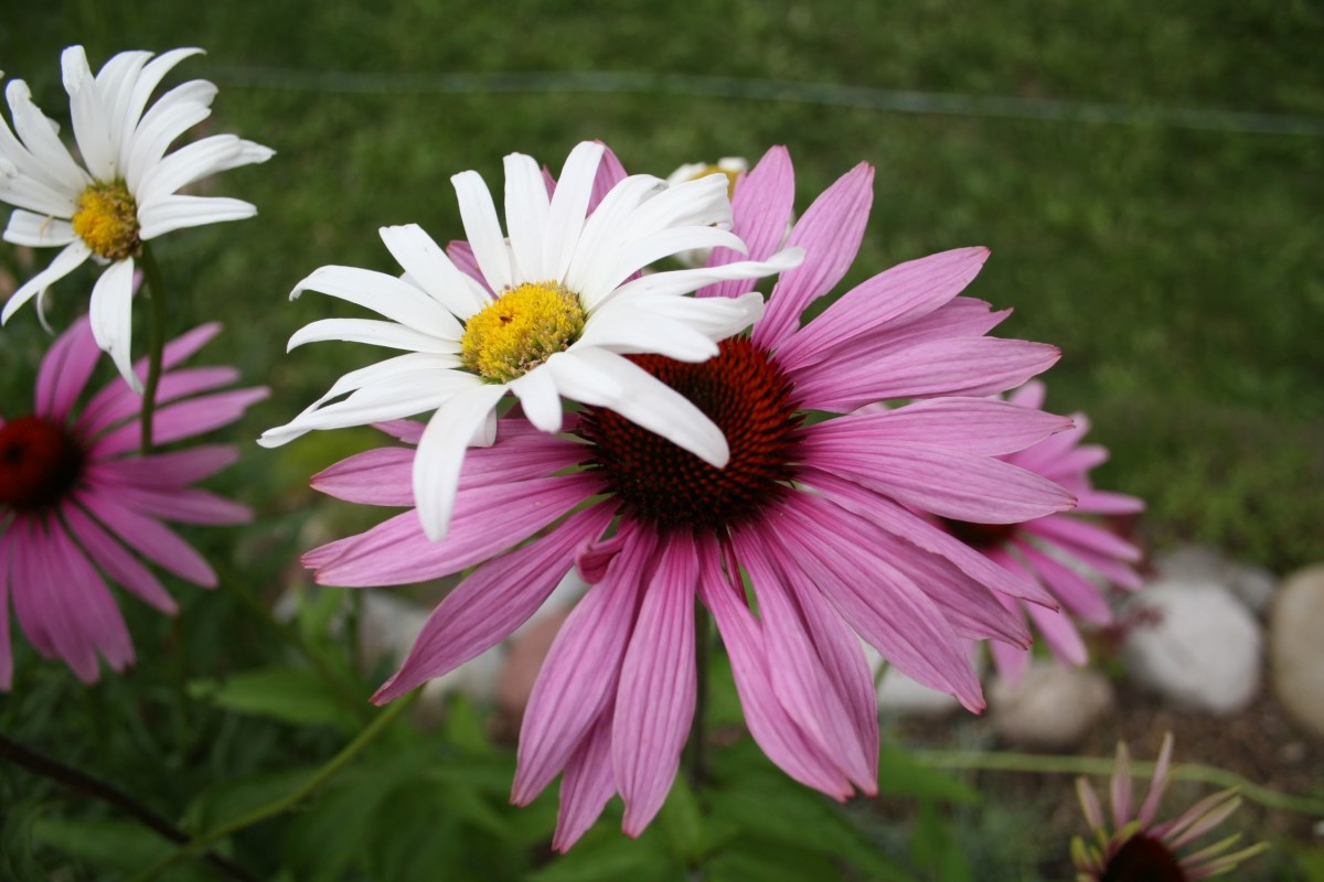 ASTERS: CHOOSE BETWEEN ANNUALS OR PERENNIALS | hubpages