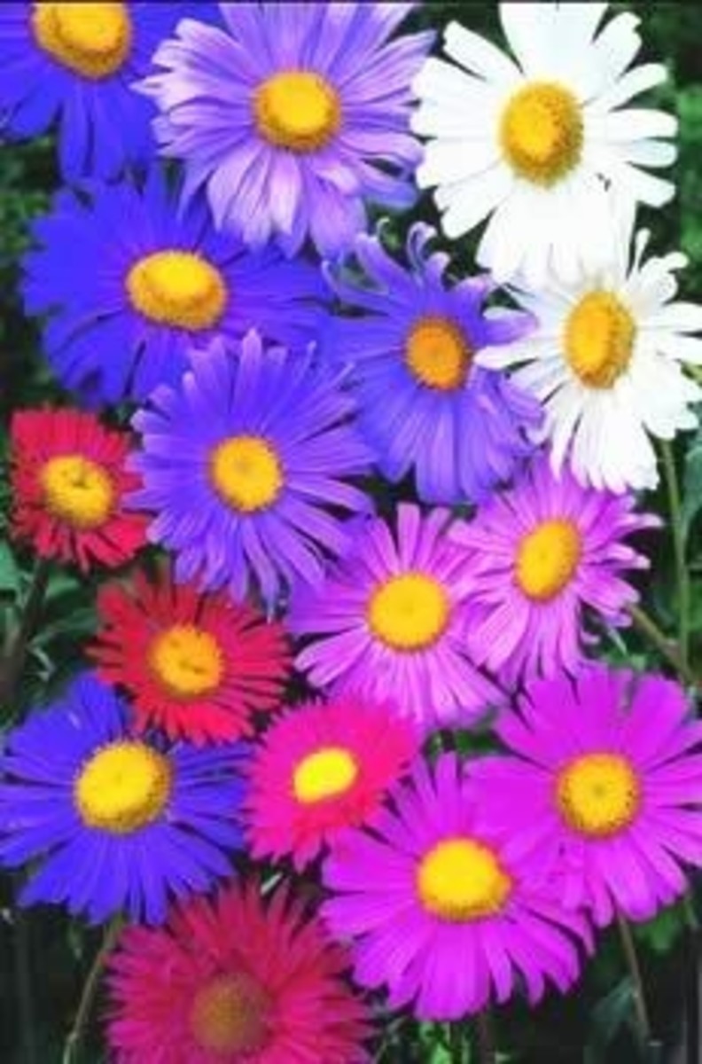 ASTERS: CHOOSE BETWEEN ANNUALS OR PERENNIALS | HubPages