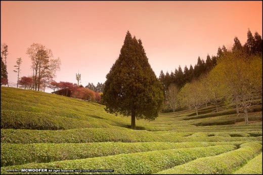 Boseong green tea field