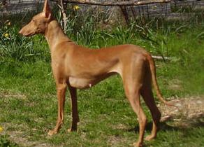 Pharaoh Hound 6