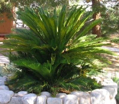 Sago Palms (Cycads)