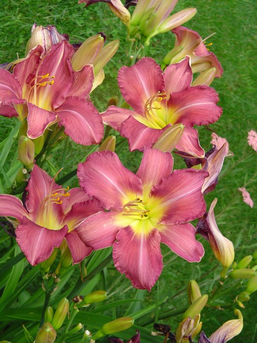Mind the lighting, focus and weather when photographing flowers. The use of complimentary colors also helps to create good photographs.