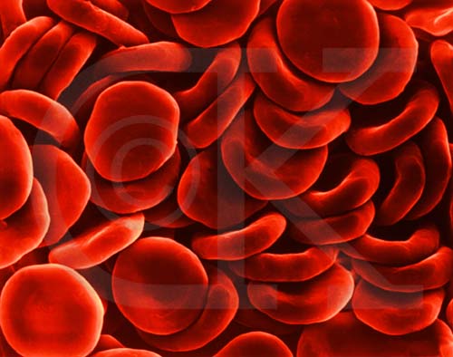 Iron rich blood cells