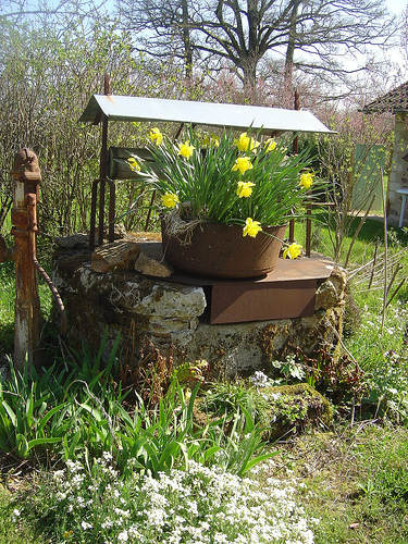 Daffodils in Spring at Les Trois Chenes. Our 'Wishing Well' came in handy when our piped water froze!