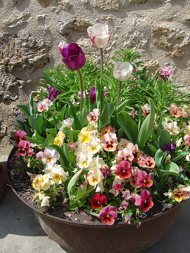 Winter pansies and tulips in April, lilies a little later on.