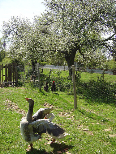 The geese eat the grass and the chickens eat the worms that would eat our apples!