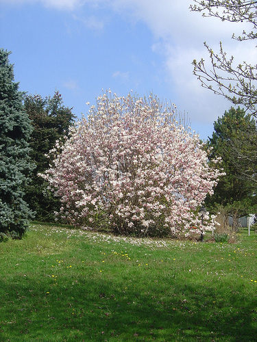 Magnificent magnolia in a garden in St Gervais, next village to Videix