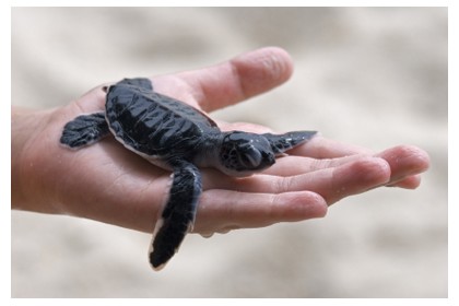 Learn about turtle conservation at Perhentian