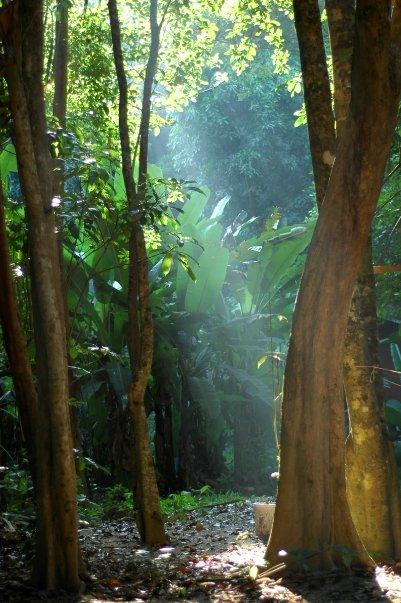 Virgin jungle at Perhentian
