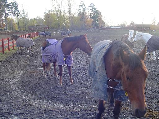 Roaming horses in Icelandic horse farm in Linkoping