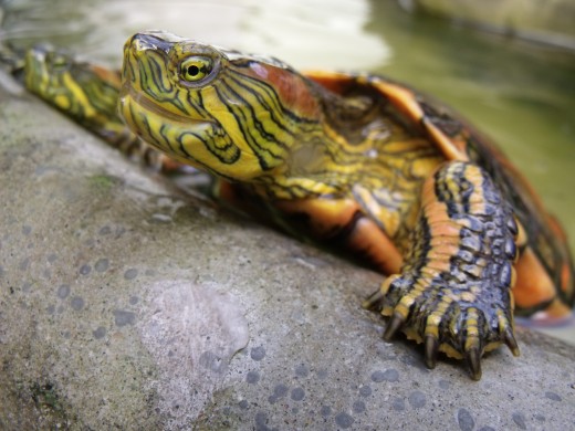 Turtle tanks will give your turtle a nice home he is not likely to get out of.