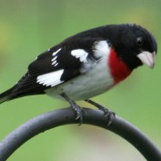 birdsdude profile image