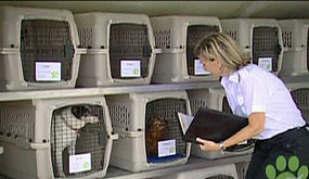 This is Pet Airways!