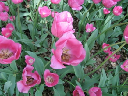Pink tulips in Central Park / Photo by E. A. Wright 