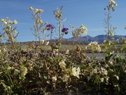 Death Valley flowers / Photo by E. A. Wright