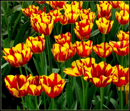 Helmar Tulips in Keukenhof Garden
