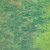 Algae Under Water Algae Under Water