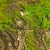 Moss on Rock Moss on Rock