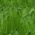 Fern Leaves Fern Leaves