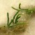 Sea Algae Sea Algae