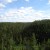 Pine Trees Pine Trees