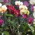 Orchids Orchids