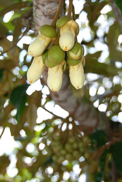 Durian Flowers