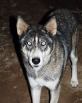 How to Determine if Your Dog is Aggressive