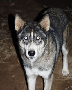 How to Determine if Your Dog is Aggressive