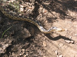 An Adult Great Basin Gopher Snake on the Pacific Crest Trail