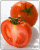Tomatoes are are suited to being grown in cooler climes, struggling against moody skies, What they really revel in is sunlight that endows them with sugars, which inturn make them tasty to eat.