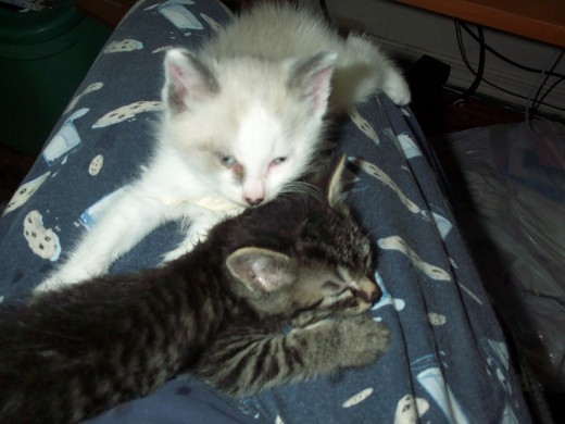 Knut and Rori, 5 weeks old.