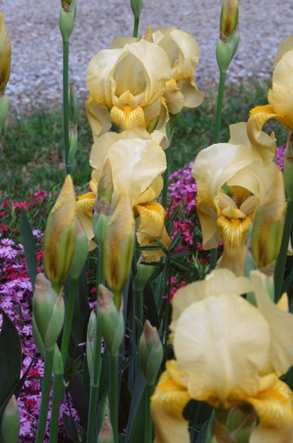 Yellow Iris Buds And Blooms