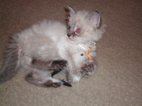 Playing with his favorite toy