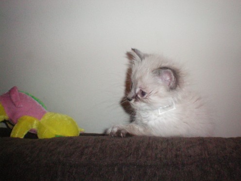 Caught in the act! Perched on top of the couch - which is a big NO!NO!