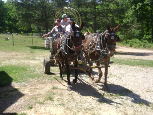 The mule team arrives.